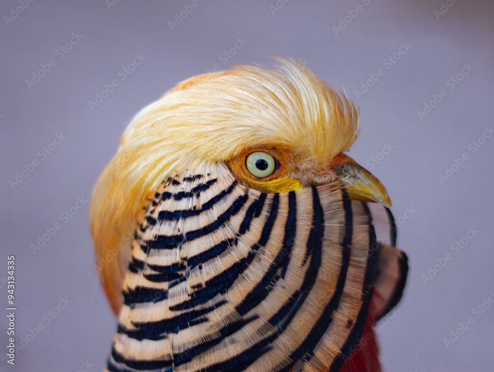 Golden pheasant (Chrysolophus pictus) close-up portrait