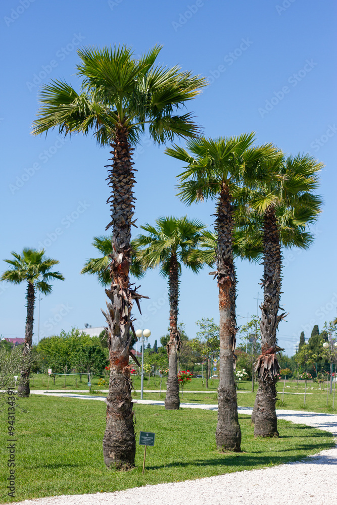 Palm trees in Ornithological park. Adler (Sochi).