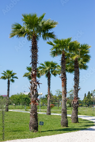 Obraz na płótnie Palm trees in Ornithological park. Adler (Sochi). w salonie
