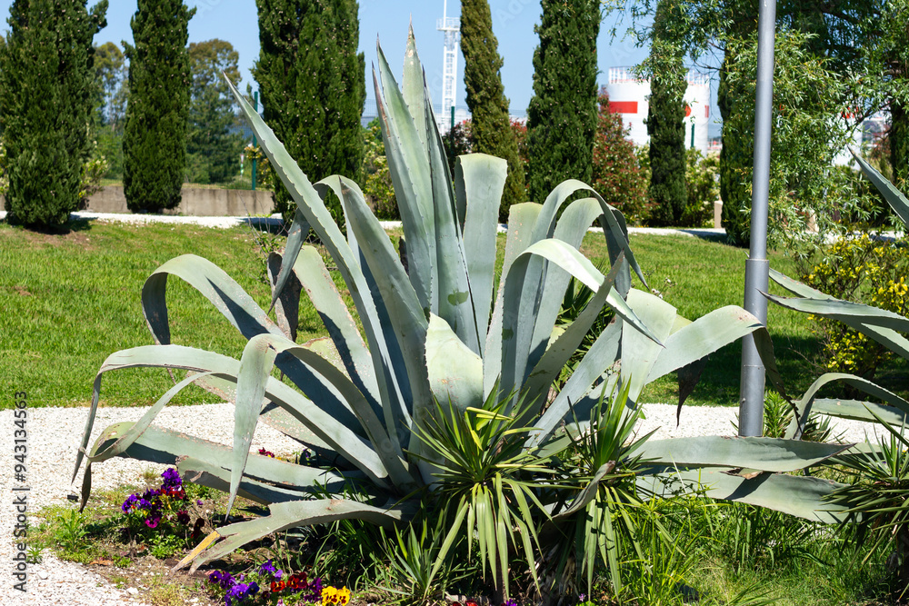 Agave americana grows in park. Sochi (Adler).