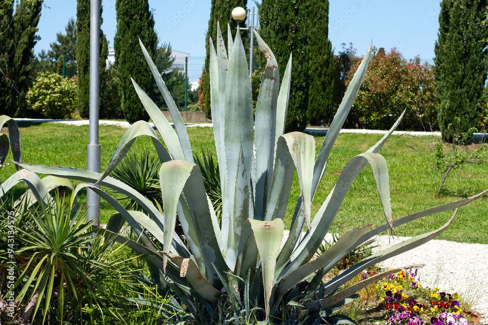 Agave americana grows in park. Sochi (Adler).