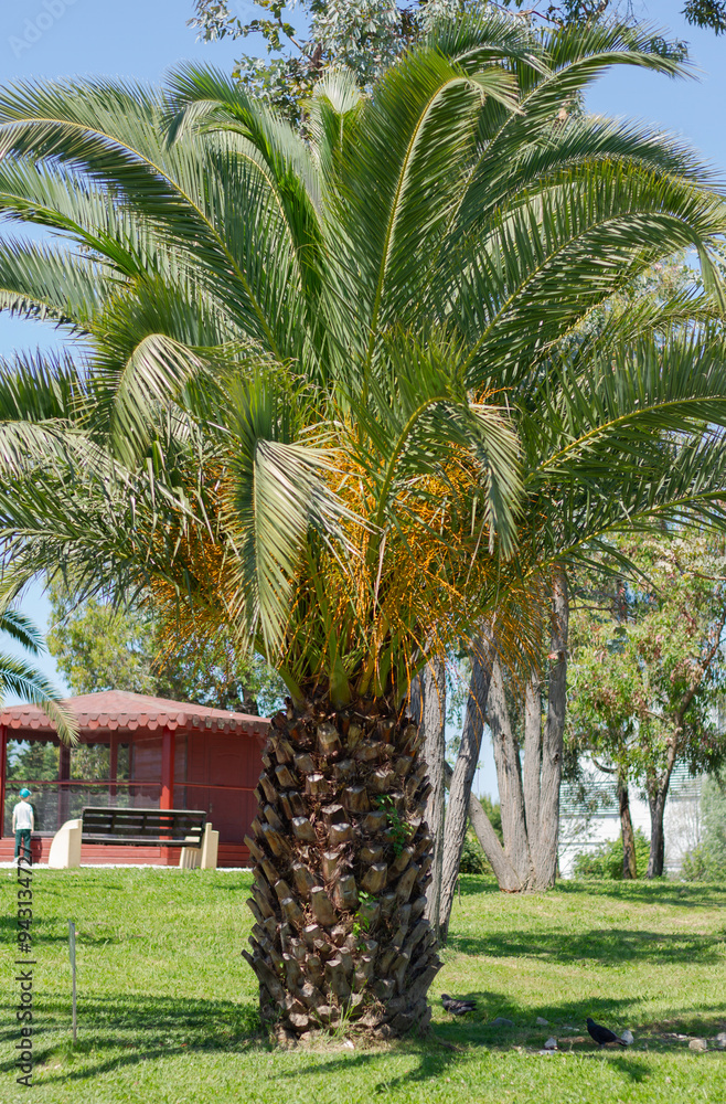 Palm tree in Ornithological park. Adler (Sochi).