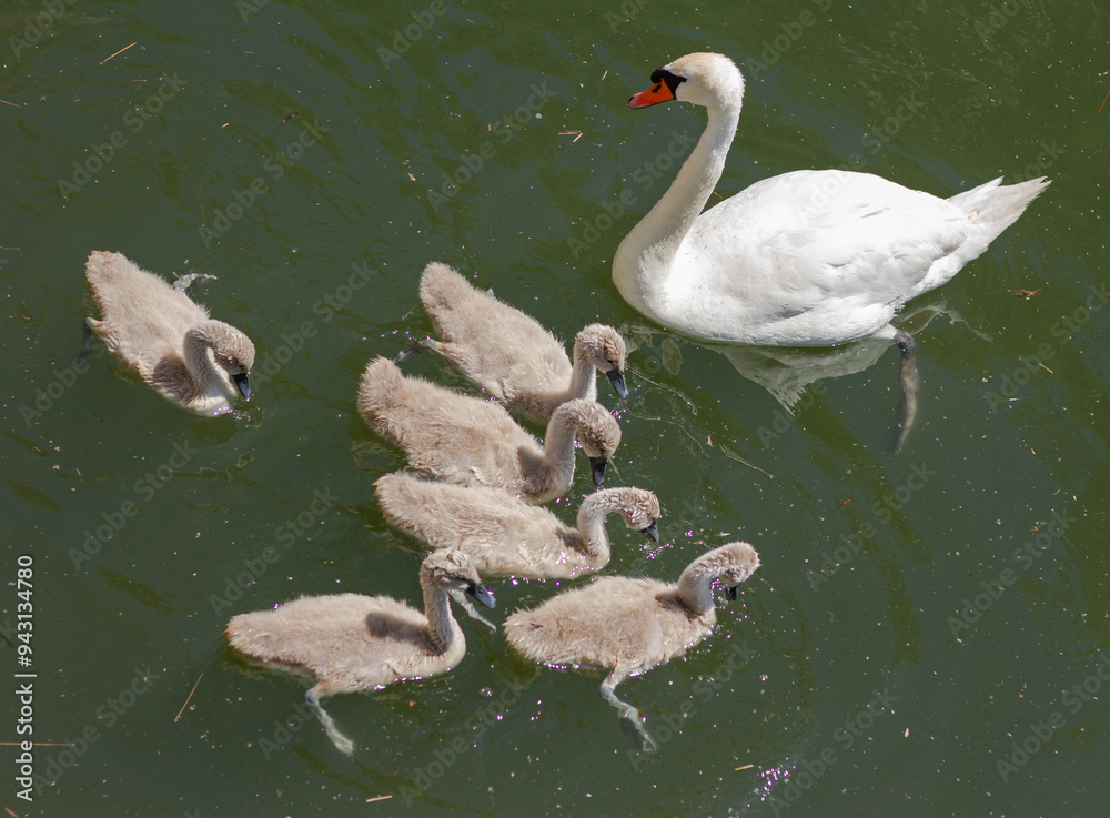Swan with chicks in a pond