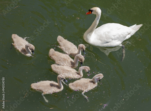 Obraz na płótnie Swan with chicks in a pond w salonie
