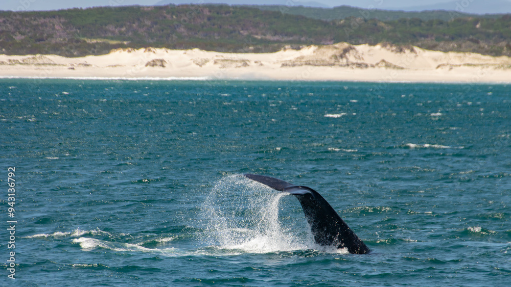 Fototapeta premium Walflosse