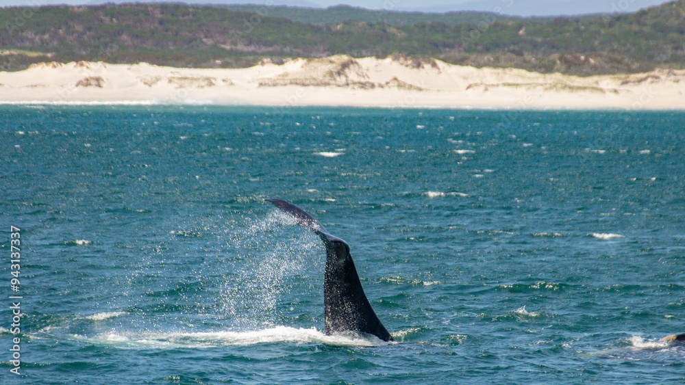 Fototapeta premium Walflosse