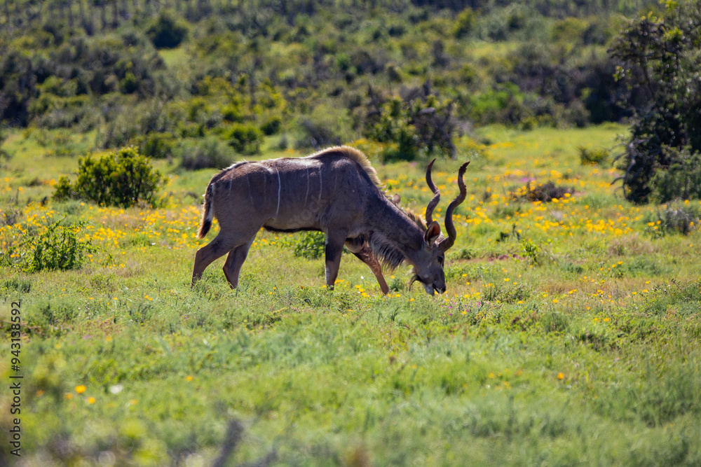 Naklejka premium Antilope