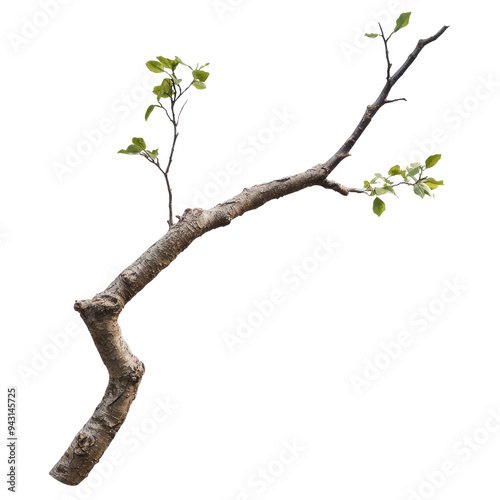 Twisted Branch of Life, a gnarled tree limb showcasing fresh green leaves cut out transparent isolated on white background PNG