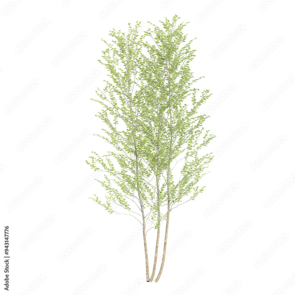 Green beautiful Birch tree isolated on Canvas Green beautiful Birch tree isolated on Canvas