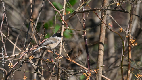 gray tit sitting among the branches of a tree in the woods