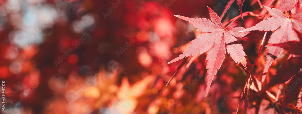 Beautiful maple leaves on the tree in autumn season. Beautiful maple leaves on the tree in autumn season.