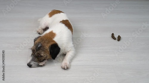 A guilty dog ​​and nearby poop on the floor of the apartment. Bad dog behavior at home. Vertical photo. The dog is embarrassed.