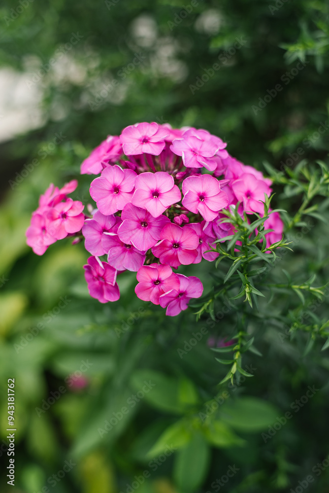 Flowers are pink phlox paniculate Sorochinskaya Yarmarka in full bloom and very beautiful Flowers are pink phlox paniculate Sorochinskaya Yarmarka in full bloom and very beautiful