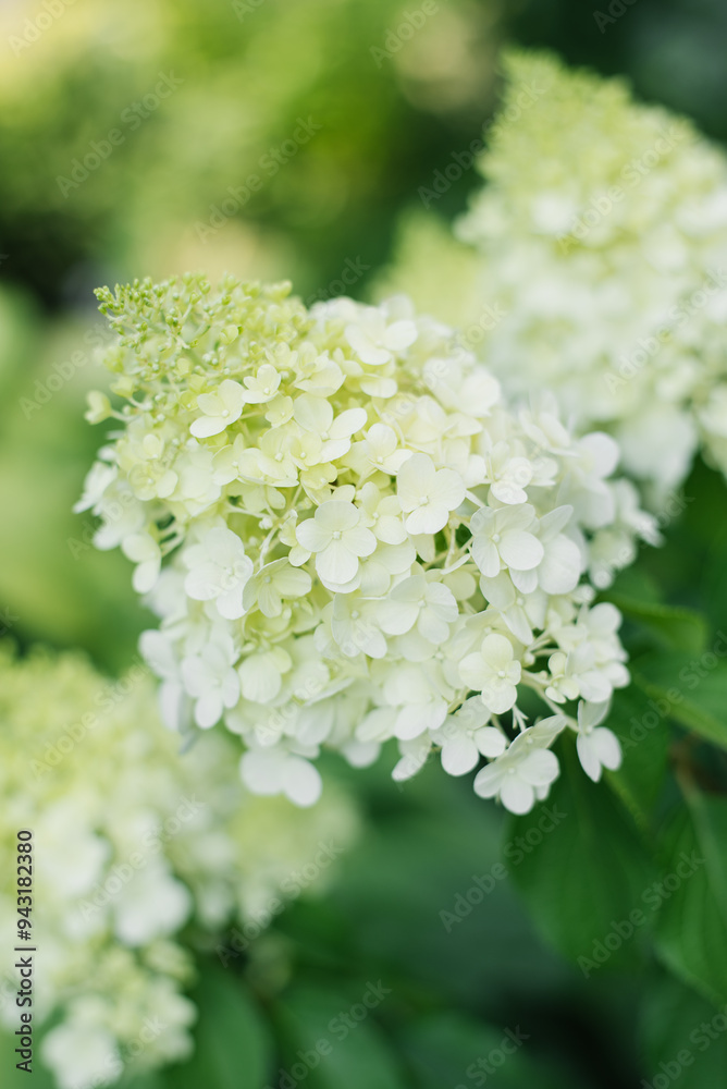 White flowers of the paniculate hydrangea Polar Bear with green leaves in full bloom White flowers of the paniculate hydrangea Polar Bear with green leaves in full bloom