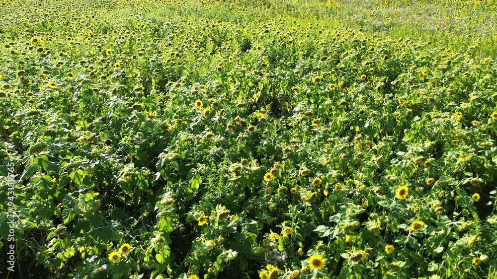 Sunflower field landscape with bright yellow blooms on a sunny day Sunflower field landscape with bright yellow blooms on a sunny day