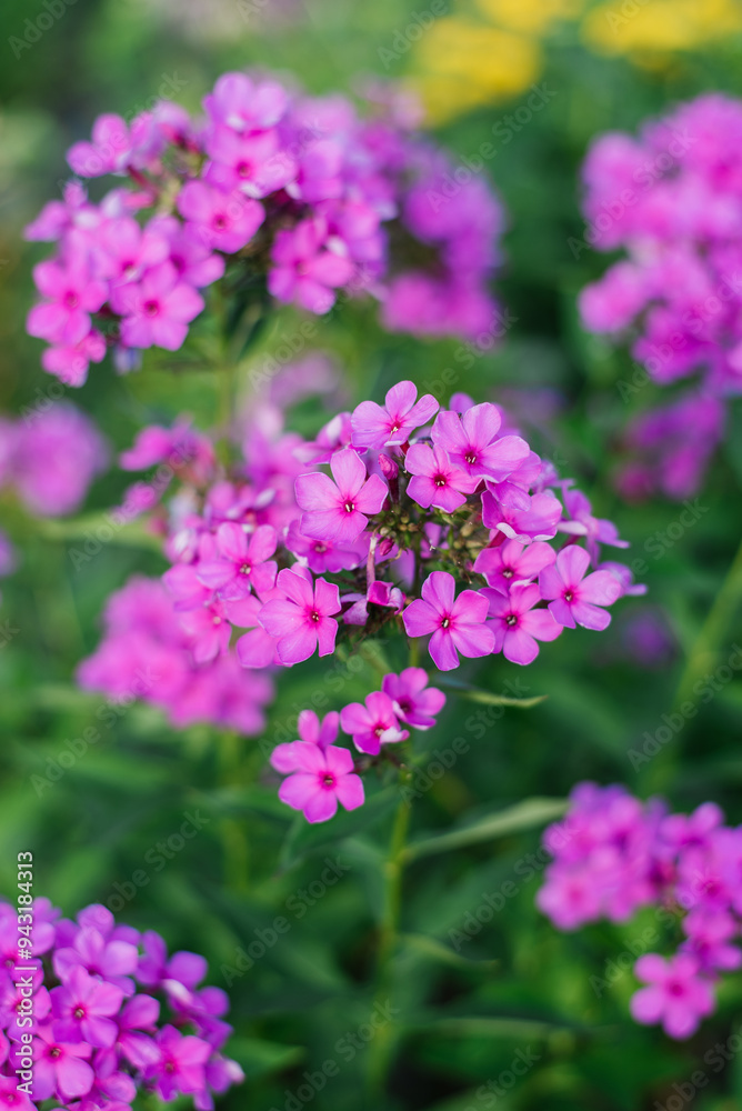 Bouquet of purple flowers of paniculate phlox in full bloom Bouquet of purple flowers of paniculate phlox in full bloom