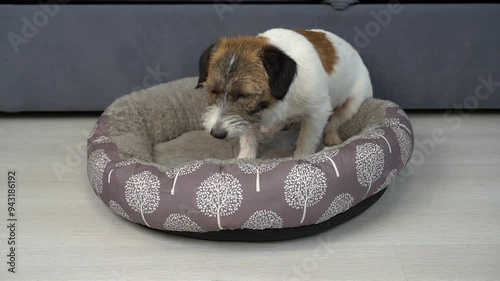 The dog is sick and coughing. A sad Jack Russell Terrier dog in a green bandage on his legs lies in a dog bed.