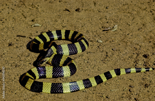 Banded krait