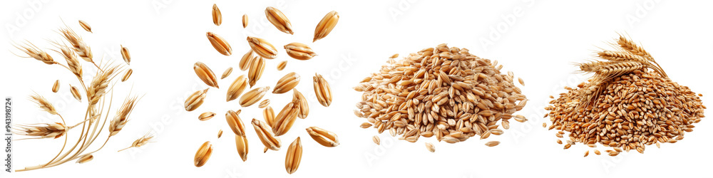 Collection of wheat grains isolated on transparent or white background Collection of wheat grains isolated on transparent or white background