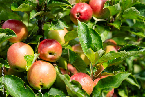 Apfelbäume im Alten Land in der Nähe von Hamburg  das größte zusammenhängende Obstanbaugebiet Europas