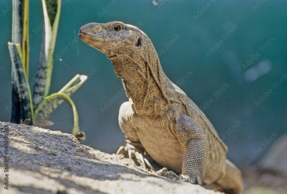 Fototapeta premium Bengal monitor