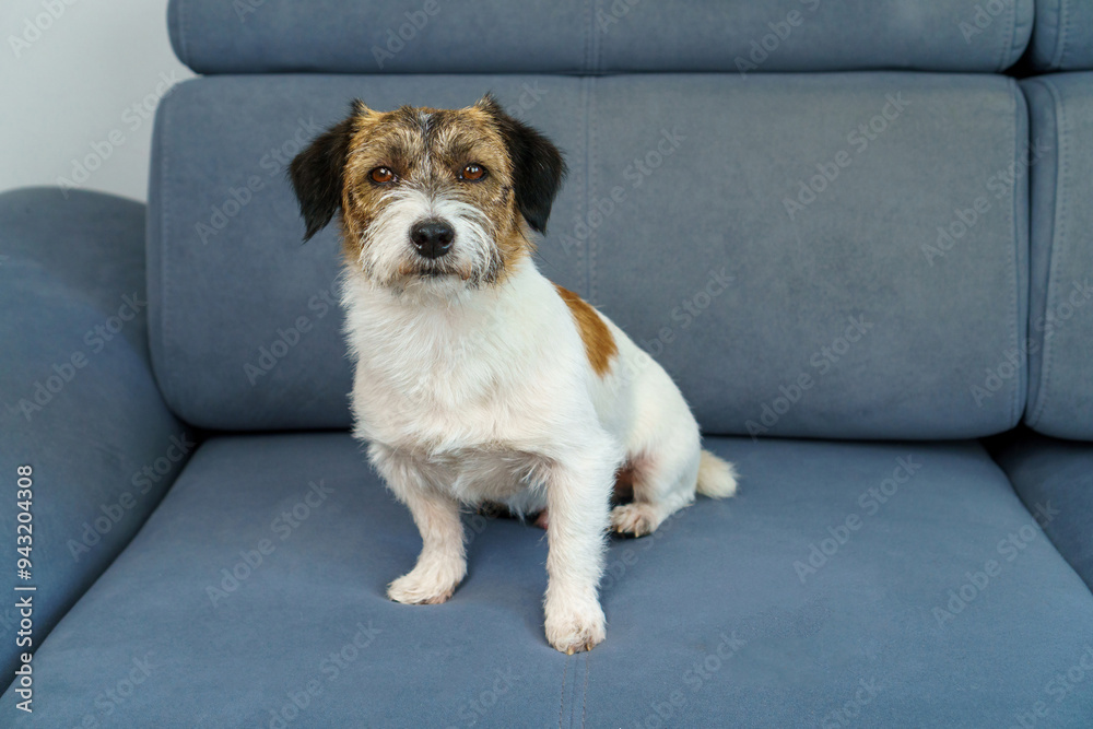 Φωτογραφία Portrait of an adult shaggy Jack Russell terrier at home on the sofa