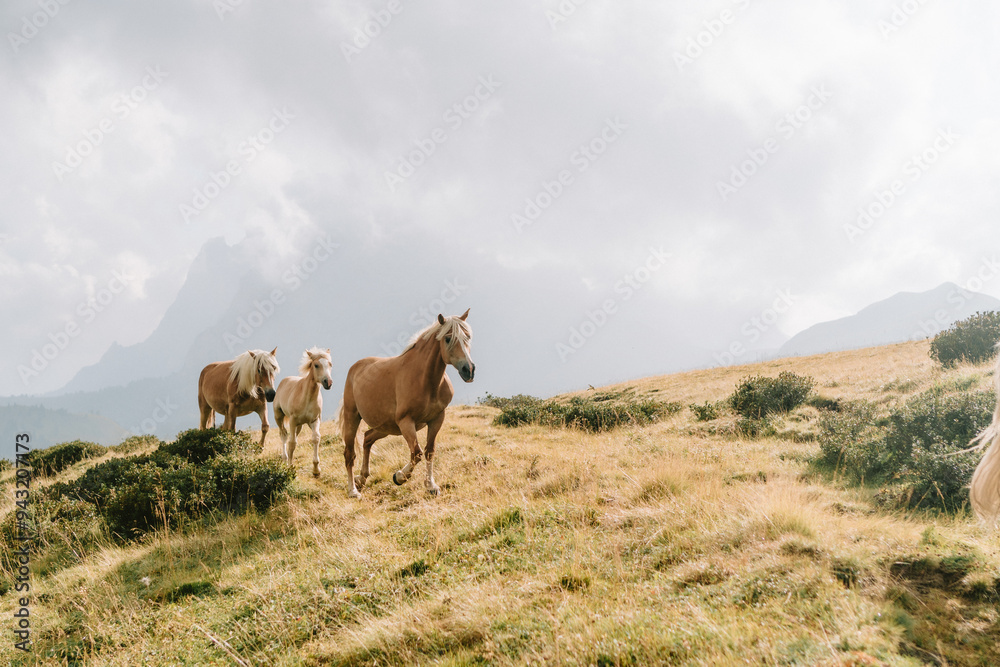 Horses on the seiser alm alpe di susi in Italy mountains Horses on the seiser alm alpe di susi in Italy mountains