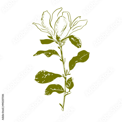 Botanical illustration of a flower in black and white. Vector illustration of a beautiful flower hand-drawn