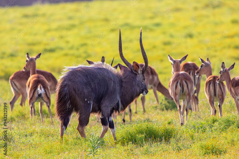Naklejka premium Antilope