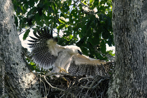 4 month old Harpy Eagle chick, Harpia harpyja, doing flight exercise in the nest, Alta Floresta, Amazon, Brazil photo