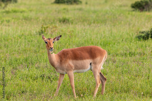 Antilope