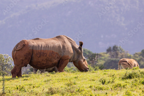 Nashorn photo