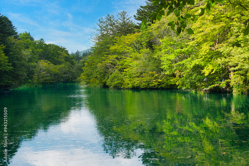 自然が豊かな軽井沢・雲場池の夏の風景 自然が豊かな軽井沢・雲場池の夏の風景