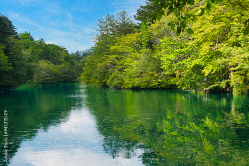 自然が豊かな軽井沢・雲場池の夏の風景