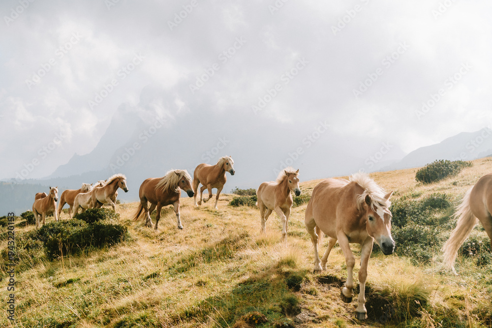 Horses on the seiser alm alpe di susi in Italy mountains Horses on the seiser alm alpe di susi in Italy mountains