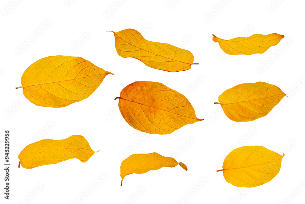 Autumn leaves isolated on white background Autumn leaves isolated on white background