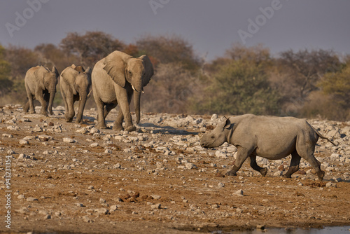 Canvas Print Black Rhinoceros (Diceros bicornis) makes way to a herd of African elephant (Lox