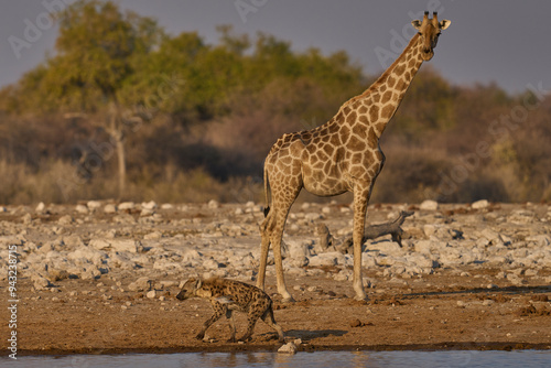 Giraffe (Family Giraffidae) trying to have a drink watches as a Spotted Hyaena (Crocuta crocuta) wanders past in Etosha National Park, Namibia.