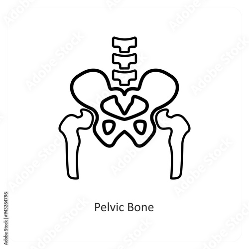 Pelvic Bone