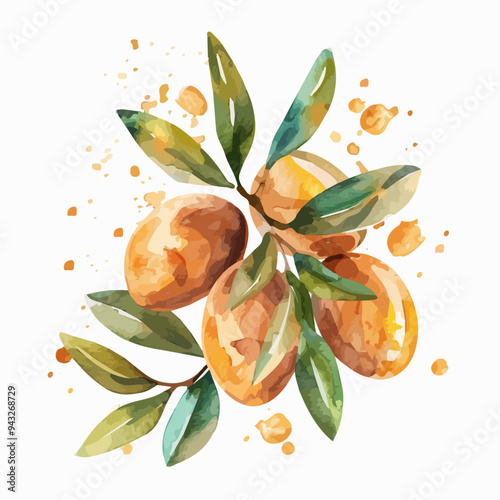 Branch of the argan tree, isolated on a white background, watercolor argan fruit decorated with leaves. Hand-painted botanical design isolated on a white background. vector