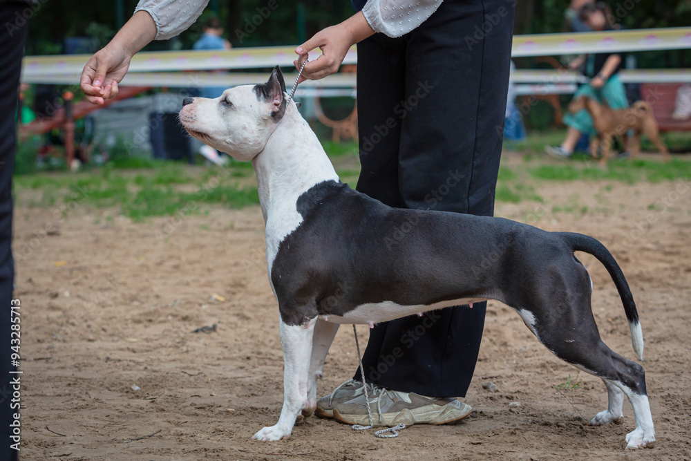 Handler shows a dog of the American Staffordshire Terrier breed at a dog show. A cute pet executes commands during training. Handler shows a dog of the American Staffordshire Terrier breed at a dog show. A cute pet executes commands during training.