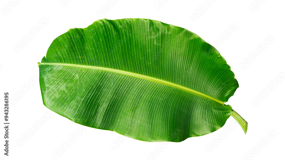 Fototapeta premium green banana leaf isolated on white background
