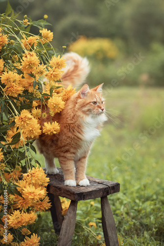 Photography A photo of a red cat near a bush of yellow flowers.