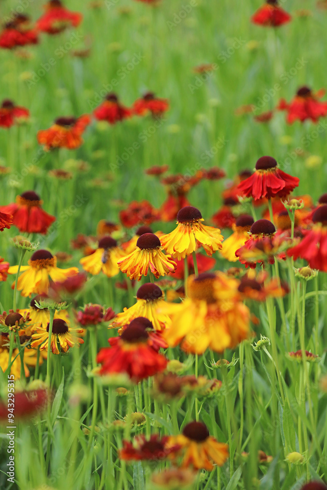 Obraz premium Bed of Sneezeweed flowers, Derbyshire England 