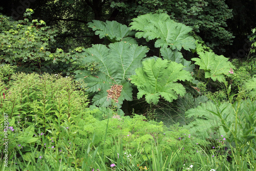 Chilean Rhubarb leaves amongst other foliage, Derbyshire England
 photo