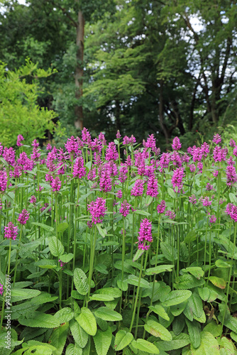 Closeup of a bed of Betony plants, Derbyshire England 