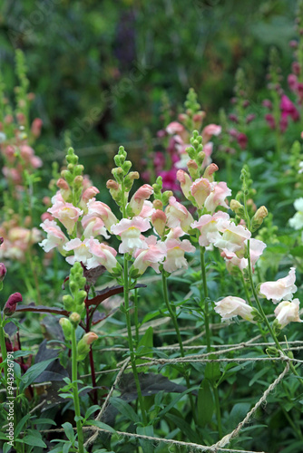 Closeup of Snapdragon plants, Derbyshire England
