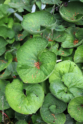 Macro image of Siberian bugloss leaves, Derbyshire England
 photo