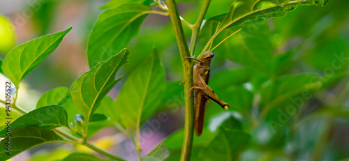 Panorama side view rufous grasshopper or Gomphocerippus on pepper plant at backyard garden, Dallas, Texas, medium-sized, broad, brown, short-horned insect with clubbed antennae tipped pale color photo