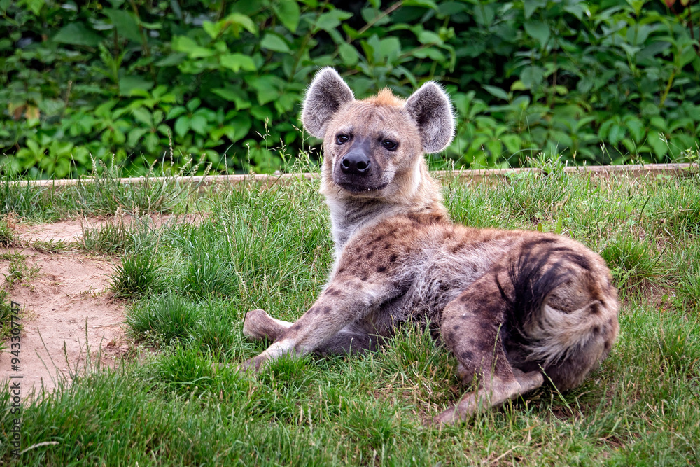 Fototapeta premium Tüpfelhyäne ( Crocuta crocuta ).
